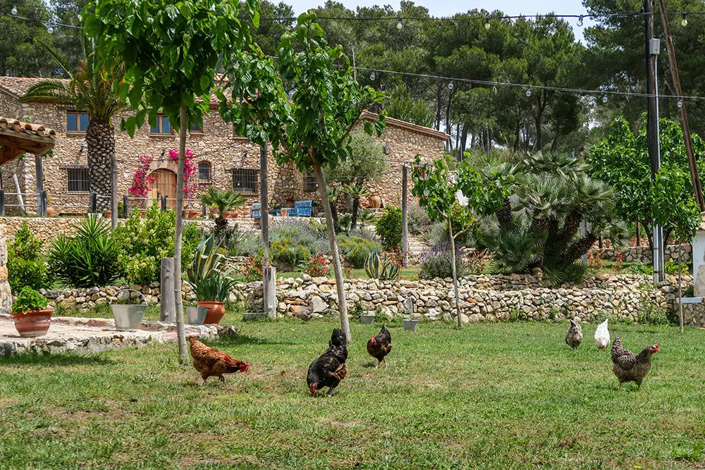 Masia-Pou-de-la-Vinya-gallinas